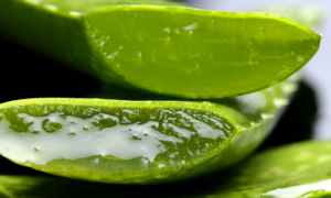 Aloe Vera - additives in personal lubricants